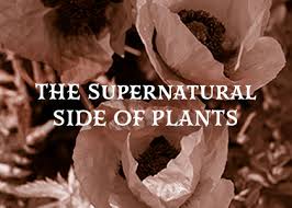 See more ideas about flowers, grief, casket flowers. The Supernatural Side Of Plants Cornellbotanicgardens