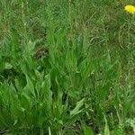 Image result for Pseudopodospermum hispanicum