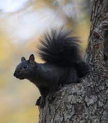 A Black Squirrel Rests On A Tree On The Front Campus Section Of The Kent State University Campus Black Squirrel Black Squirrel Squirrel Pictures Cute Squirrel