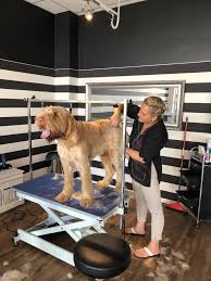 Hundesalon Vier-Pfoten-Freunde Nürnberg