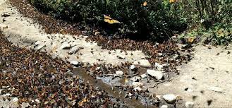 Santuario De La Mariposa Monarca Michoacan Monarcas Mariposa Monarca Santuario