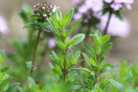 Bei näherer betrachtung sieht man dann die vielen ameisen. Ameisen Im Rasen Bekampfen 10 Naturliche Hausmittel