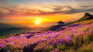 Maybe you would like to learn more about one of these? Flower Mountain Nature Landscape Sunset Scnery 4k Wallpaper 162