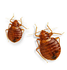 Image result for bed bugs