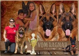 Find german shepherd dog puppies for sale and dogs for adoption near you in green bay, kenosha, madison, milwaukee or wisconsin. Chicago German Shepherd Puppies Purebred Dogs New Litters Health Registered Akc