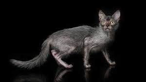 Get a ragdoll, bengal, siamese and more on kijiji, canada's #1 local classifieds. Werewolf Cats Exist And You Can Own One Abc News