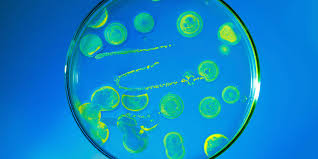 Approximately 10% of people who are allergic to penicillin will be allergic to cephalexin. Cefalexin Cephalexin Ceporex Keflex Uses Dosage And Side Effects