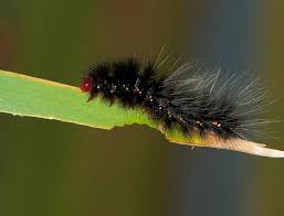 Brown head with red bumps. 2 619 Caterpillar Head Photos Free Royalty Free Stock Photos From Dreamstime