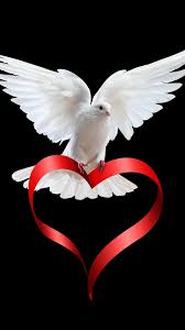 Download them for free in ai or eps format. Wallpaper White Dove Love Heart Ribbon Black Background 2880x1800 Hd Picture Image
