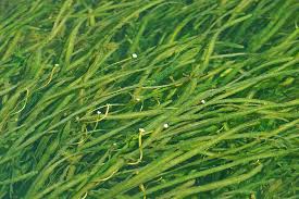 Image result for Hydrocharitaceae