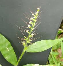 Image result for Oplismenus undulatifolius