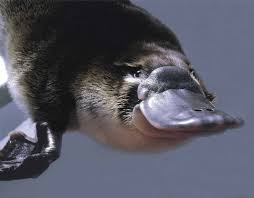 You can also upload and share your favorite perry the platypus wallpapers. Platypus Hd Wallpapers Backgrounds