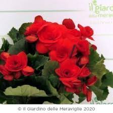 Piante dainterno con fiori rose / ortensia da interno ø 14 cm acquista da … Piante Da Fiori Stagionali Per Vaso Fiorito