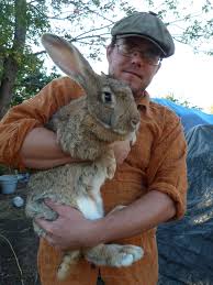 Flemish Giant Rabbits Sandy A Flemish Giant Rabbit In Real Life She Is Huge Hopefully We Giant Rabbit Flemish Giant Rabbit Animals