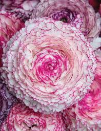 Image result for Ranunculus stagnalis