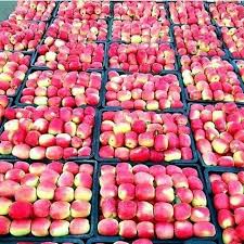 من خيرات اليمن تفاح اليمن في صورة Yemenphoto من خيرات اليمن تفاح اليمن في صورة Yemenphoto من خيرات الي Watermelon Fruit Photo