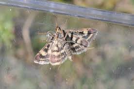 Image result for Pyrausta ostrinalis