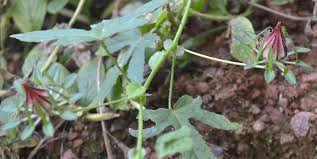 Image result for Hibiscus surattensis