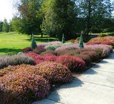 Highland Heather Home Heather Gardens Landscape Design Modern Landscape Design