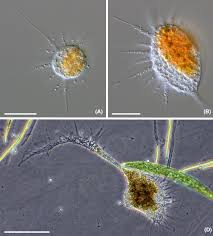 Image result for Asplenium markusbeckeri