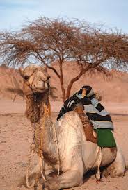 There is need to eliminate it if you want to live a comfortable life. Camel Studies