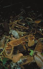 Image result for Dictyophleba ochracea