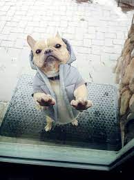 derhal iceri alinmasi gerektigini dusunen 25 komik hayvan sayfa 3 3 aylak karga 動物おもしろ画像 おかしな動物 動物 写真