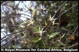 Image result for Baissea