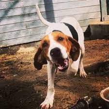 Stud dog and kennel promotion. 29 Walker Coonhound Ideas Walker Coonhound Coonhound Treeing Walker Coonhound