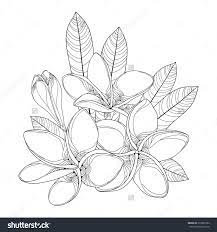 Stock Vector Bouquet With Ornate Plumeria Or Frangipani Flower Bud And Leaves In Black Isolated On White 415894294 Jpg 1500 Frangipani Plumeria Flower Outline