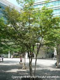 Image result for Caesalpinia ferrea