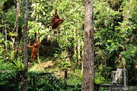 We did not find results for: Pusat Rehabilitasi Dan Perlindungan Orangutan Antara News