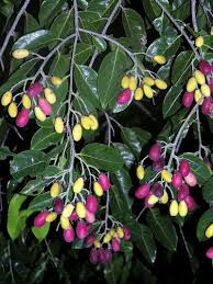 Image result for Maranthes