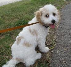 The cavachon dog is not a pure breed. Max The Cavafrise S Web Page