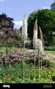 Image result for Drimia