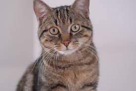 The european shorthair, called the european in fife and wcf is a cat breed originating in egypt and classified for the first time in sweden. Datei European Shorthair Portrait Quincy Jpg Wikipedia