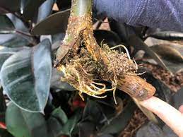 Top tips for growing ficus elastica and solutions to common problems. Rubber Plants Ultimate Growing Guide And 16 Common Problems
