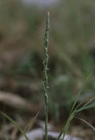 Image result for Microglossa densiflora
