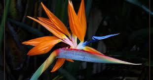 Bird Of Paradise Meaning Flower Pin On Gardening