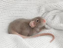 Pin By Alexia Ram On Aes Disney Cute Rats Cute Animals Pet Rats