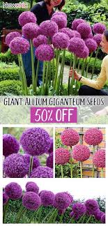 Allium is a genus of more than 800 species of bulbous perennials in the family amaryllidaceae, native to the northern hemisphere, but cultivated all over. Egrow 100 Pcs Garden Outdoor Giant Allium Giganteum Beautiful Flower Seeds Bonsai Plant Seeds Allium Flowers Allium Giganteum Flower Seeds