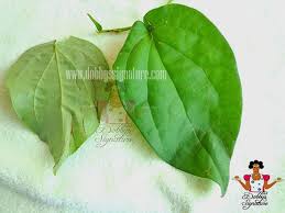 Image result for Piper guineense