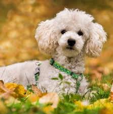 Join millions of people using oodle to find puppies for adoption, dog and puppy listings, and other pets adoption. Buying Or Adopting A Toy Poodle