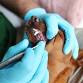 Torrance, CA – Dog dental cleaning event image