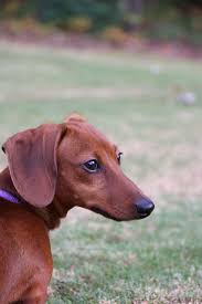 Our Sweet Chloe Red Short Haired Dachshund Doxie Weiner Dog Hound Burrow Dog Short Legged Dog Baby Dachshund Cute Dog Pictures Dachshund Love