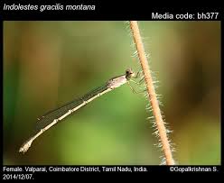 Image result for Laggera gracilis