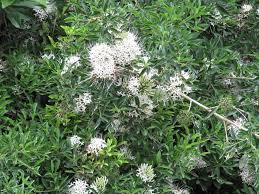 Image result for Pavetta sp. A