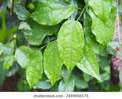 Image result for Tiliacora