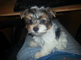 Our quality lines have proven excellent dispositions and breed standards. Cooper The Parti Yorkie Youtube