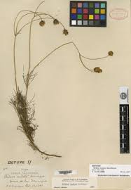 Image result for Bidens oligoflora